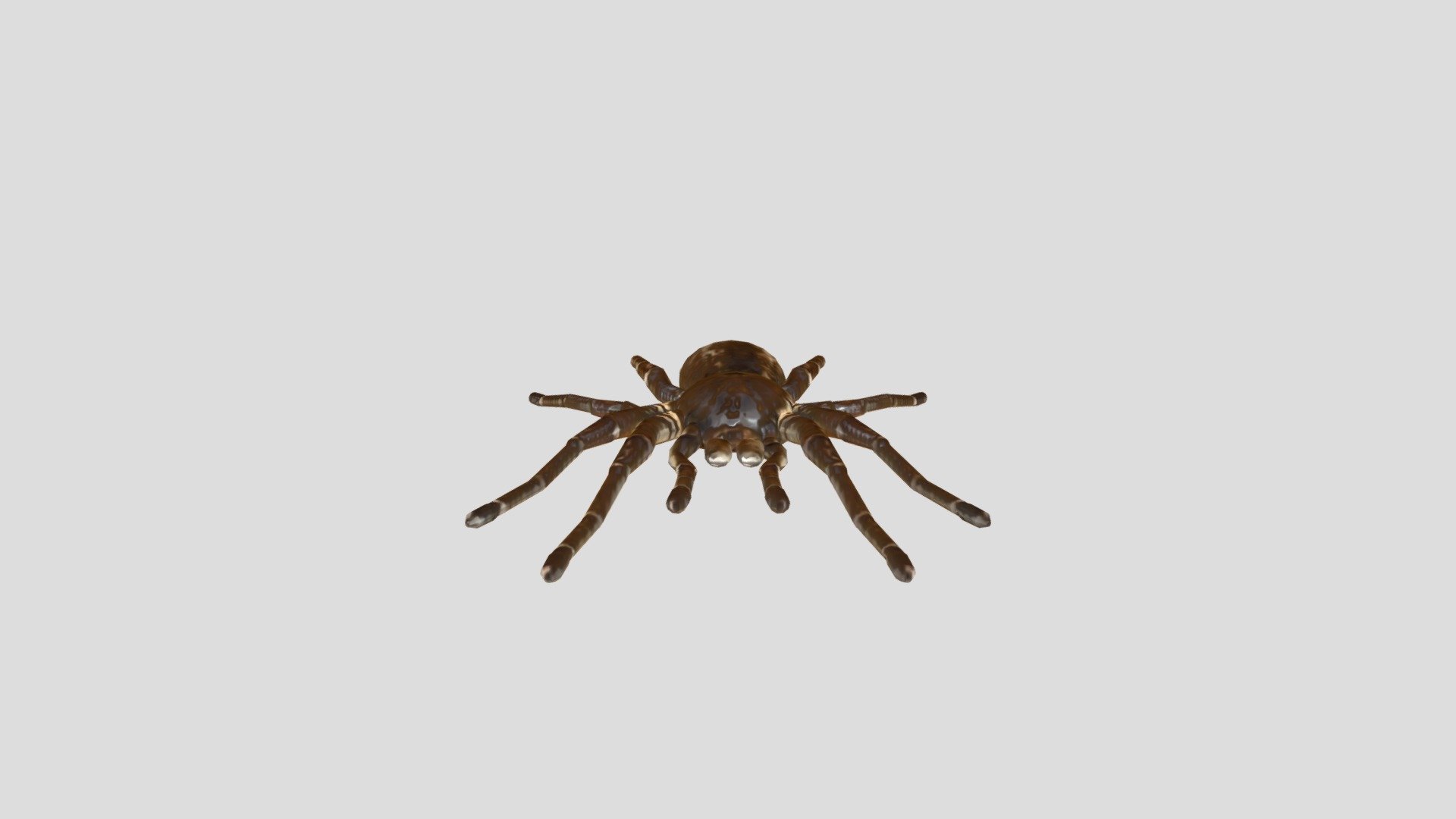 Real Spider - Download Free 3D model by procinormer1974 [2d4ecfd ...
