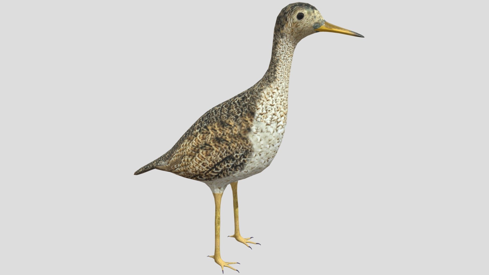 Upland Sandpiper - Buy Royalty Free 3D model by rmilushev [2d50546 ...