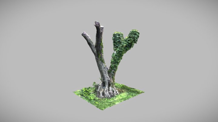 olive tree trunk with ivy 3D Model