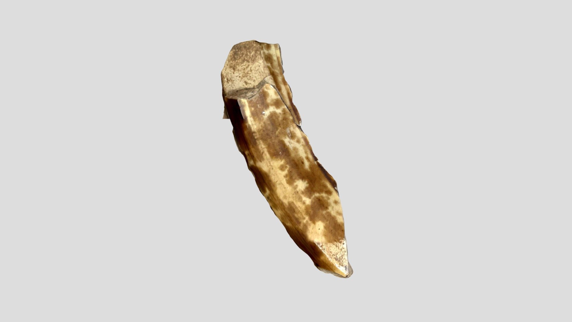 Rockingham Spittoon Rim Sherd (Trnio+)