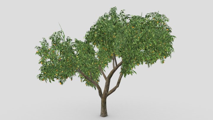 Orange Tree- S01 3D Model