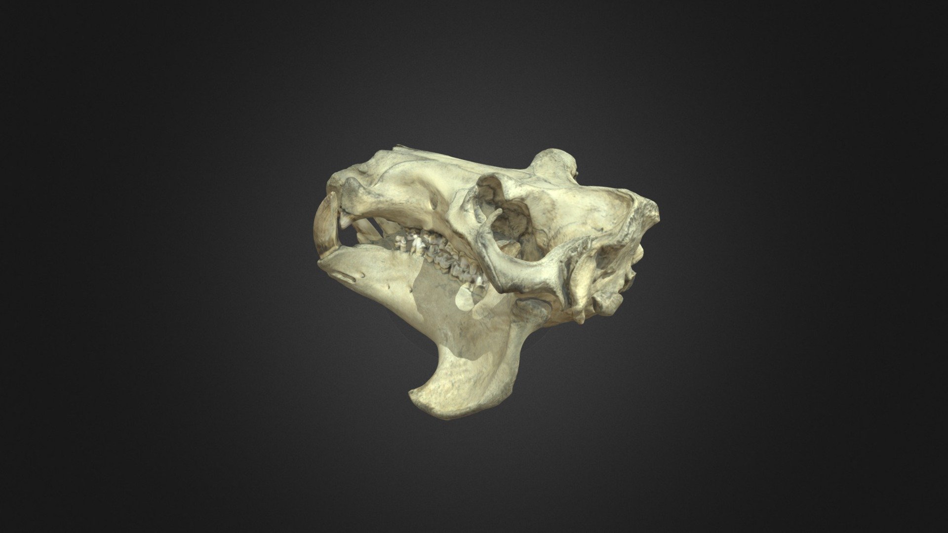 hippopotamus-skull