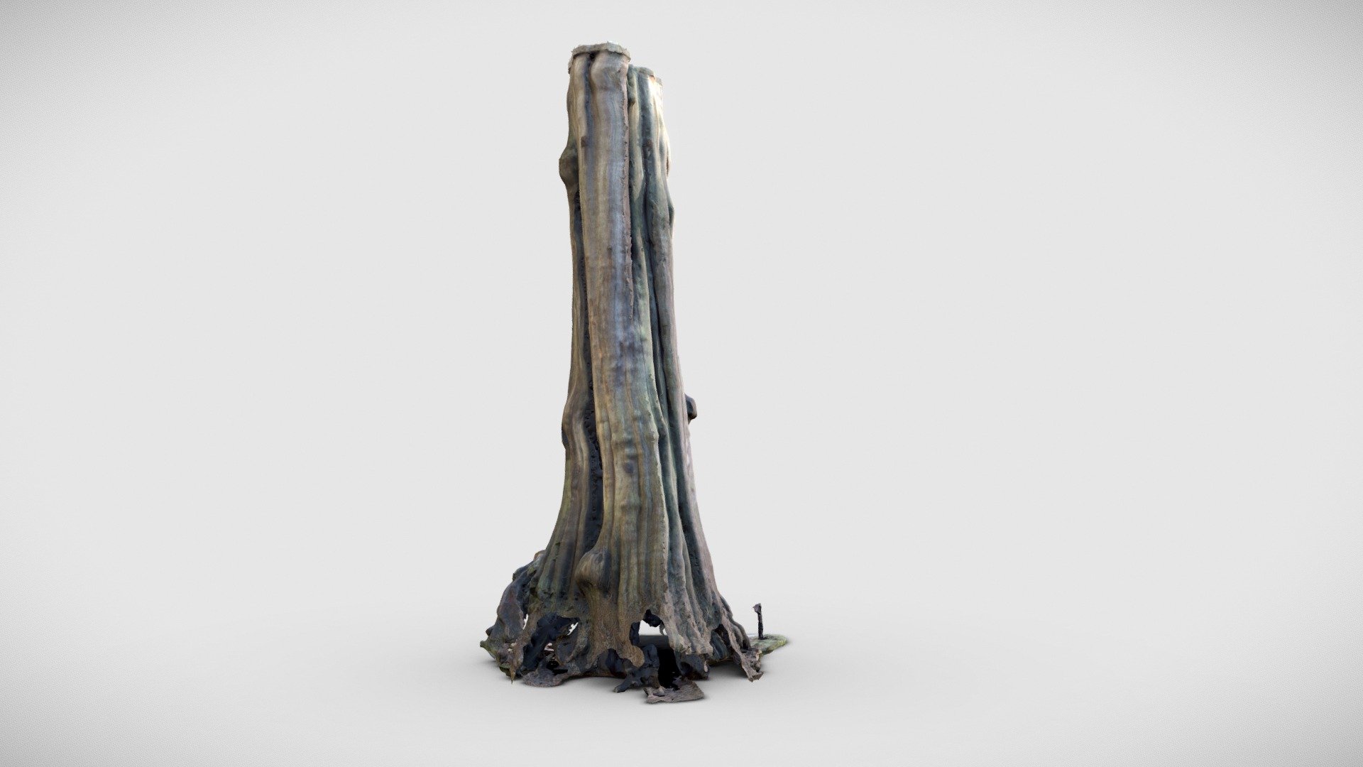 Hollow Tree - Stanley Park - Vancouver