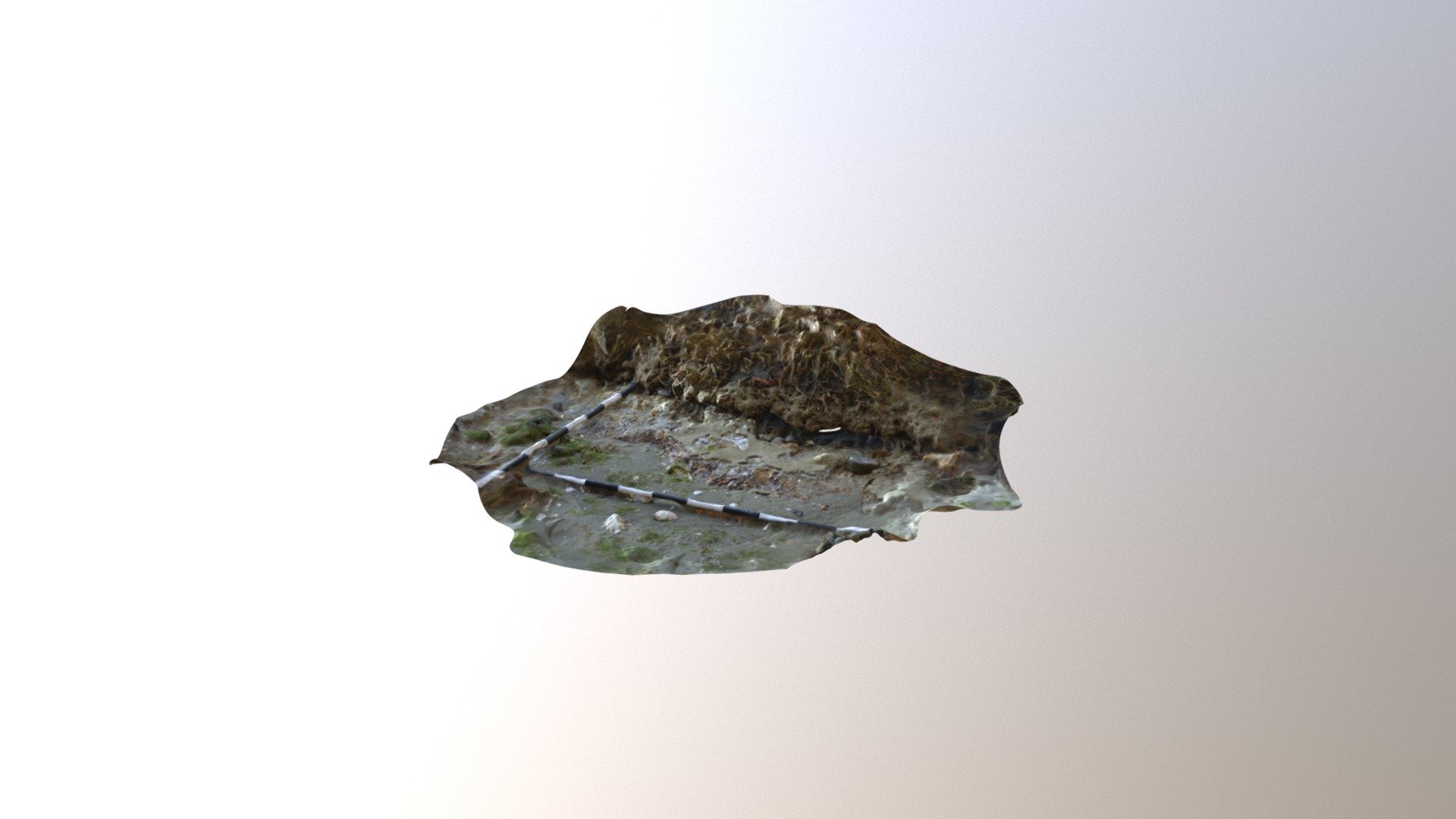 Nisqually Shell Midden Bordering Meyer Property