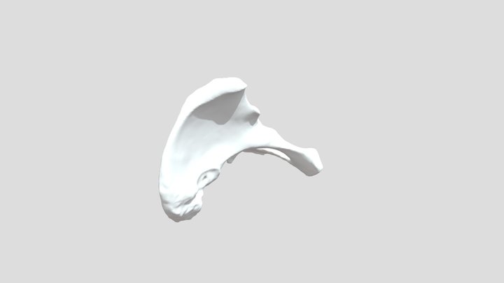 Pelvis 3D Model