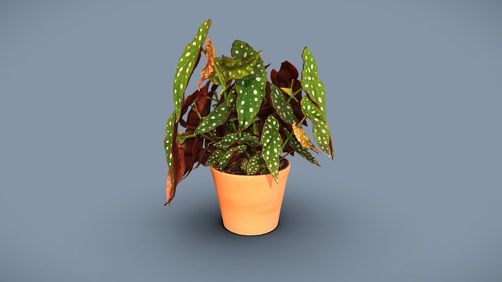 Begonia Maculata 3D Model