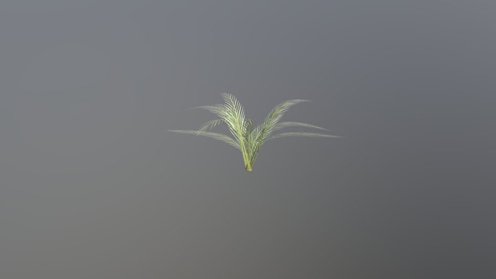 Ornamental Palm 3D Model