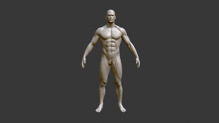 Écorché Male 3D Model
