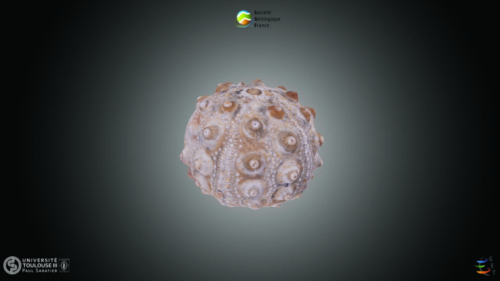 Echinoderme - Hemicidaris sp.