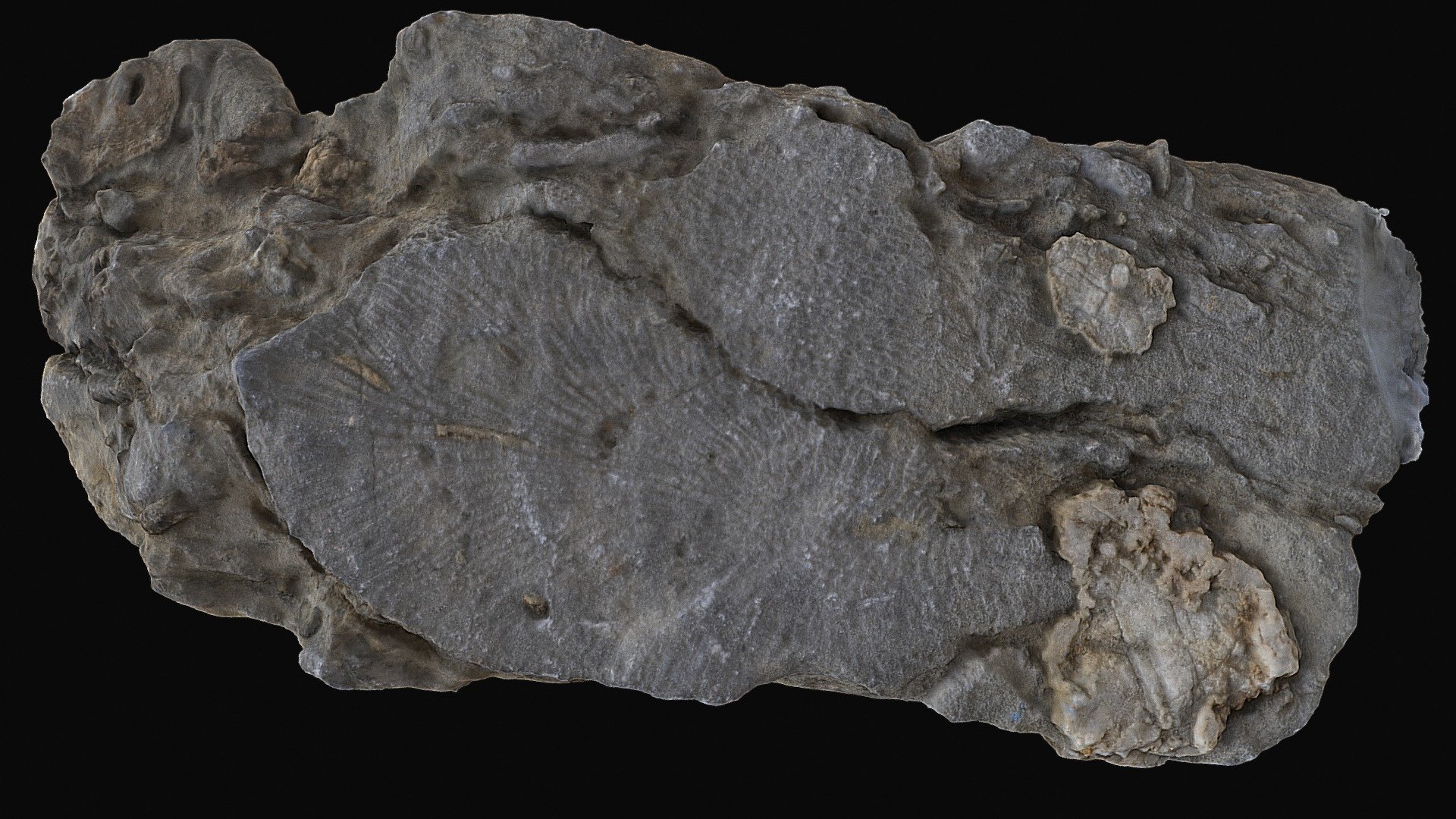 Sea creature fossil - High detail 3d scanned - Download Free 3D model ...