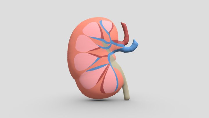 3D Ginjal Concept 3D Model