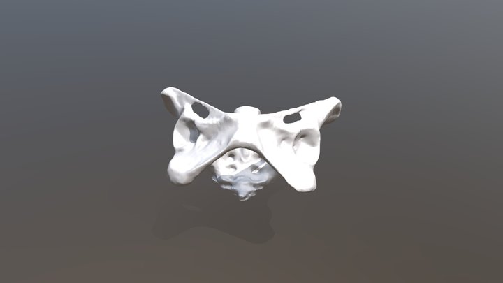 Bassin osseux 3D Model