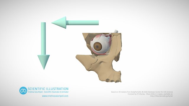 Abduction and Depression 3D Model