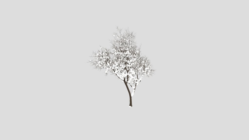 Fruit Tree Prunus Salicina Plum