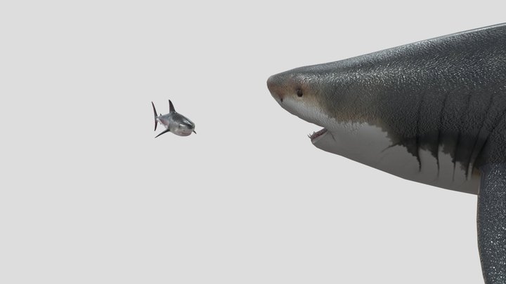 Megalodon vs Great White Shark – Modelo 3D gratuito STL
