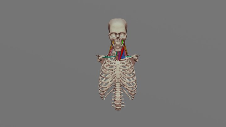 Neck Muscles NO Traps 3D Model