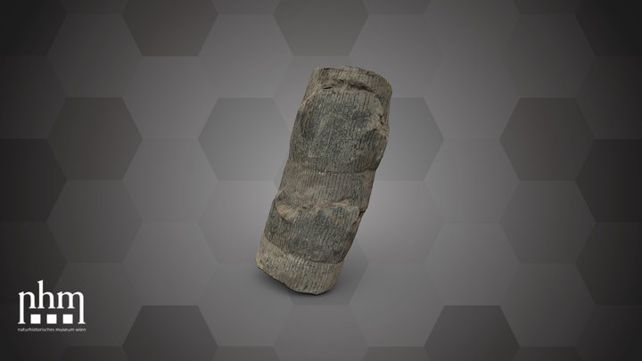 Calamites communis (NHMW-GEO-2024/0188/10963) – Free 3D Model STL