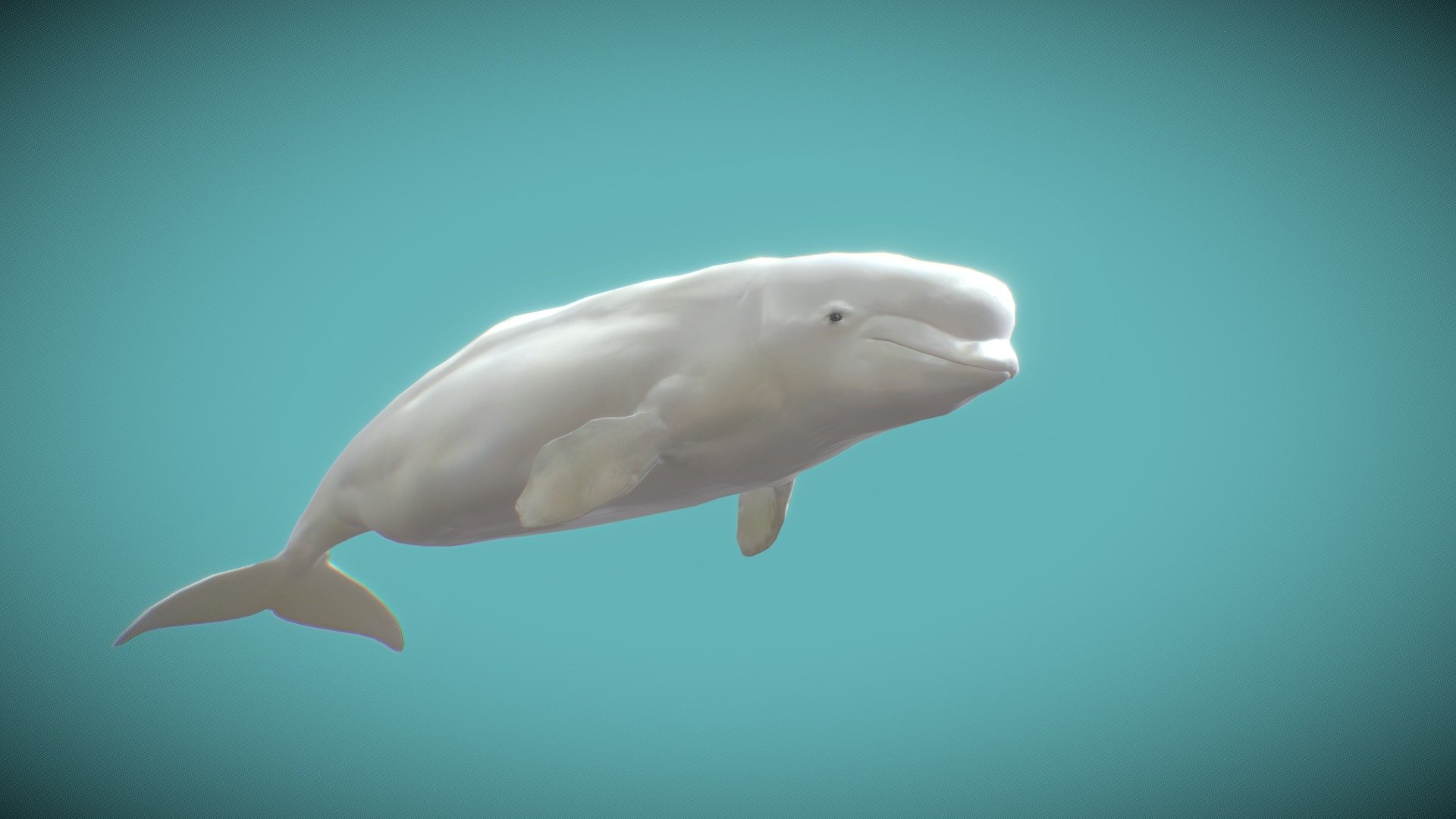 Beluga whale display - 3D model by Major (@majorgalah) [2d701e3