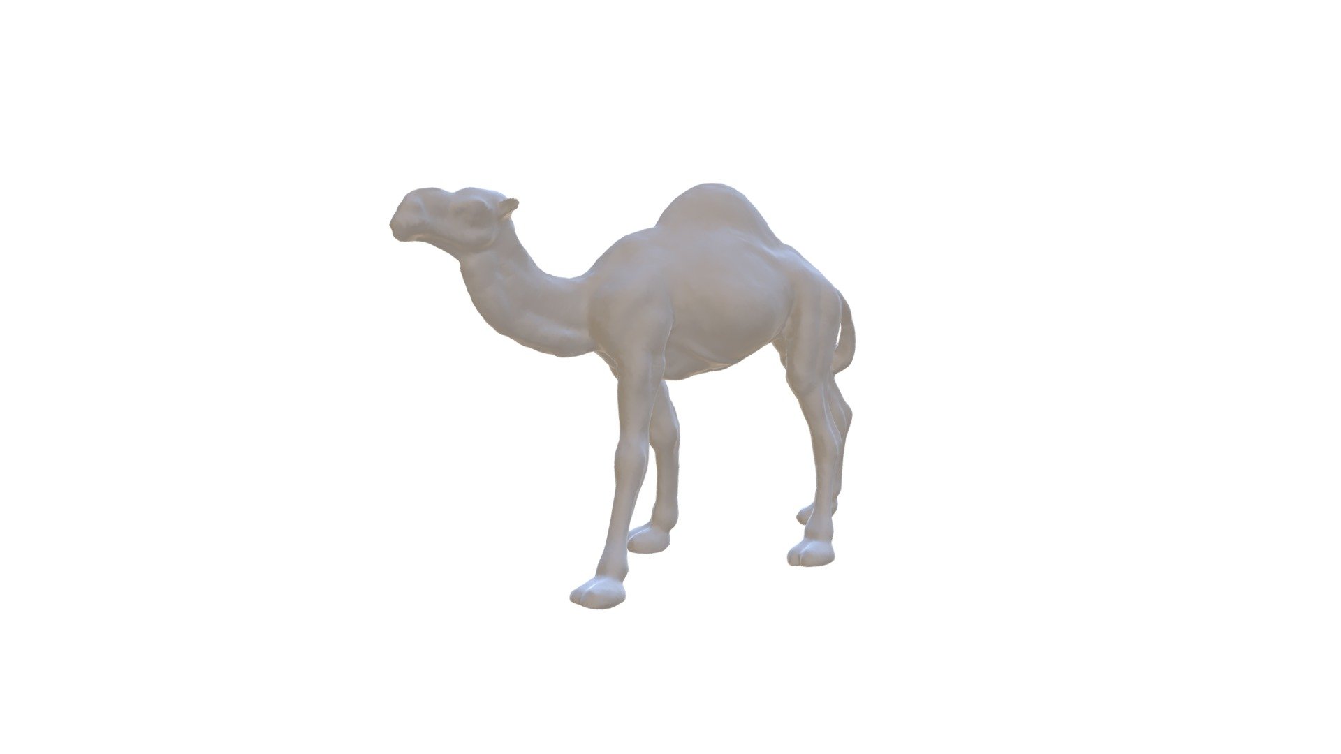 Camel free 3d model