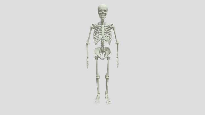 Skeleton01 3D Model