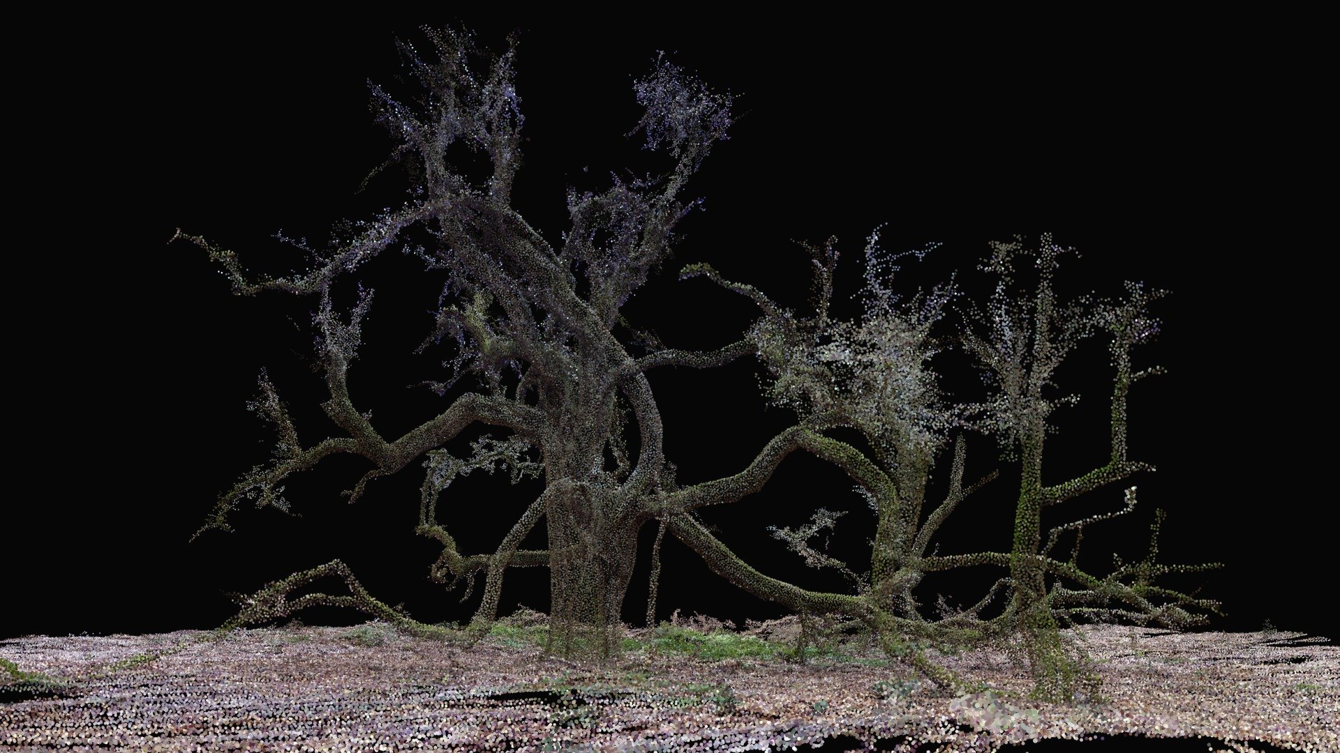 Hawthorn - Savernake Forest (sparce point cloud)