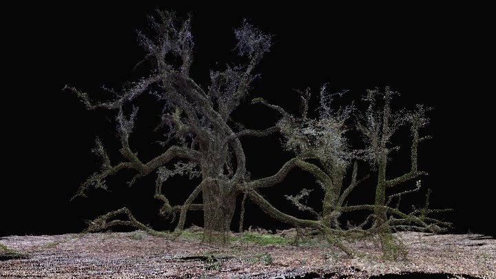 Hawthorn - Savernake Forest (sparce point cloud) – Gratis 3D-model STL