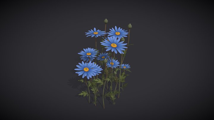 Museum Of Natural History | Daisy Flowers 3D Model