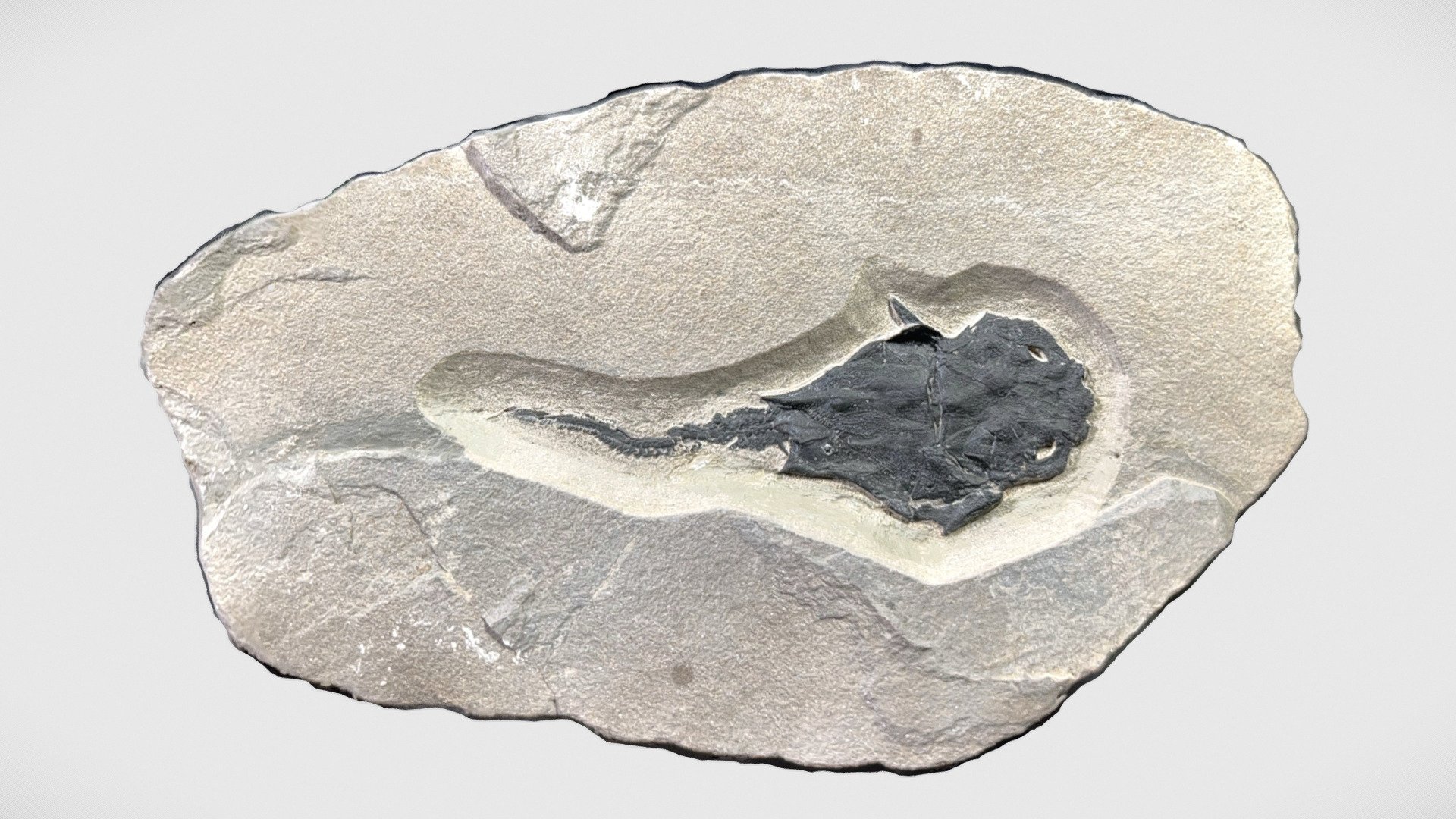 Millerosteus minor - Download Free 3D model by Geoscience Research