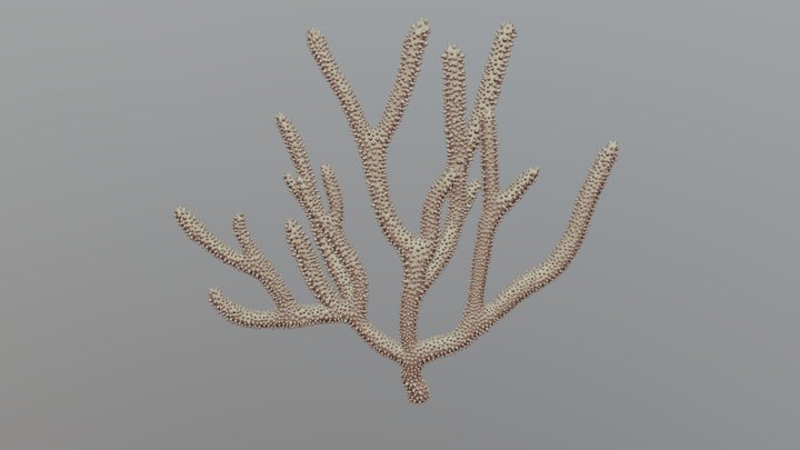 Purple gorgonia 3D Model