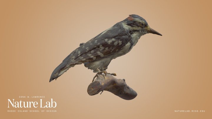 Hairy Woodpecker – Modelo 3D gratuito STL