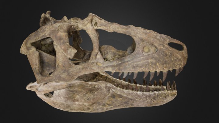 Juvenile Teratophoneus curriei 3D Model