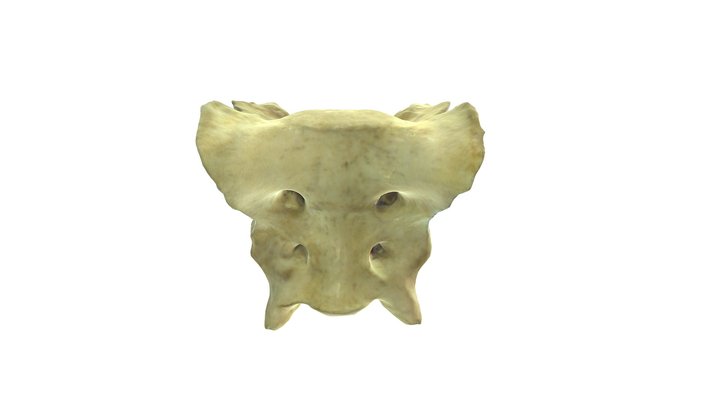 Canine Sacrum 3D Model