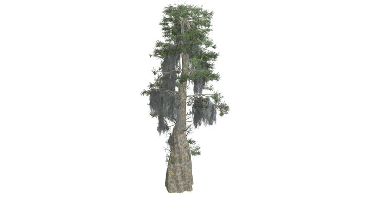 Bald Cypress Tree #07 3D Model