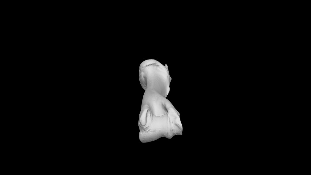 humerus - A 3D model collection by alinatasci - Sketchfab