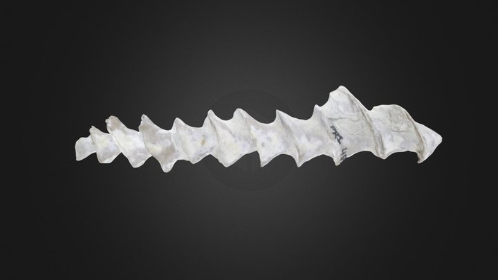 Bryozoan: Archimedes oweniana (PRI 45535) – Modelo 3D gratuito STL