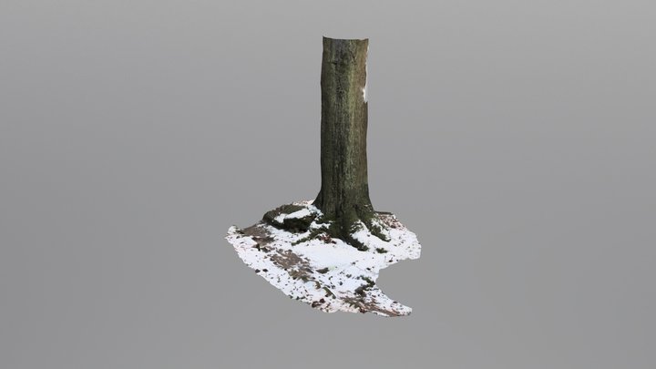 Tree 3D-Scan #3 | Photogrammetry 3D Model