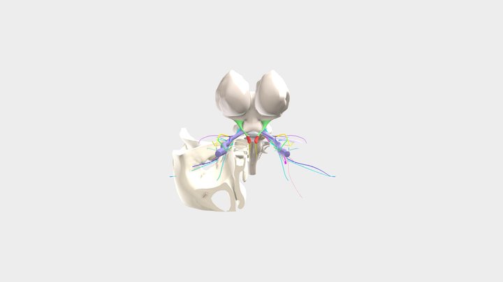 Nerves 3D Model