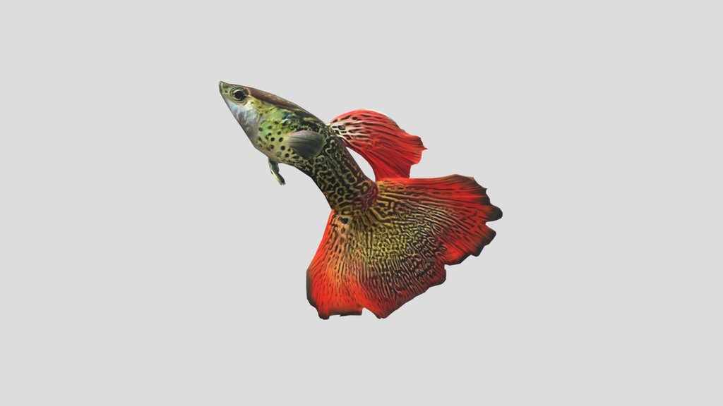 Mosaic Guppy Male