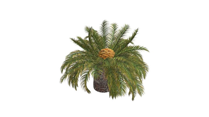 Sago Palm Tree #05 3D Model