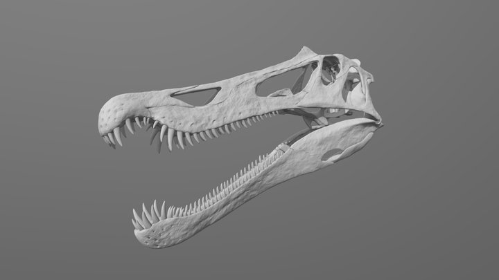 Baryonyx Skull Anatomy Reference 3D Model
