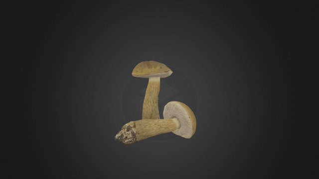 Mialro Tylopilus felleus 04 3D Model