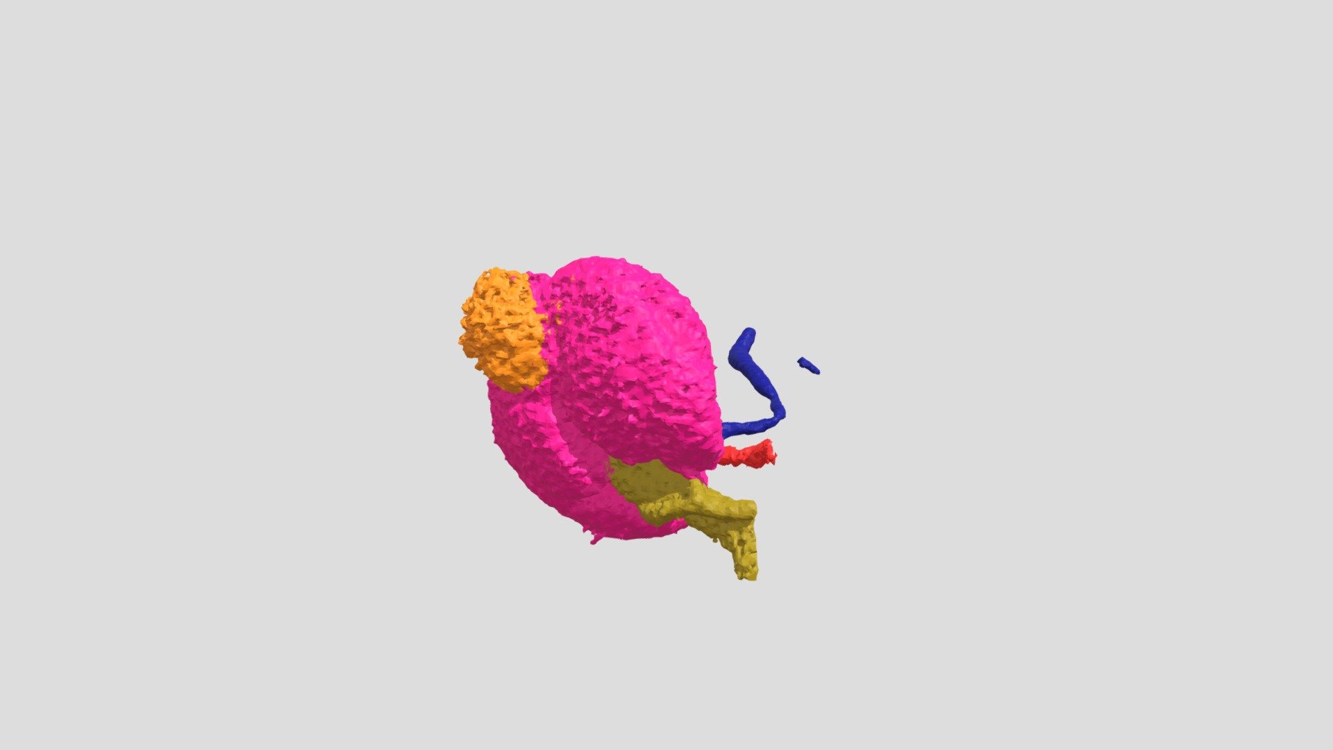 Kidney Model WOOLLEY