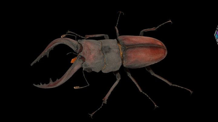 CC0 ノコギリクワガタ ♂ 68mm Sawtooth Stag – Free 3D Model STL