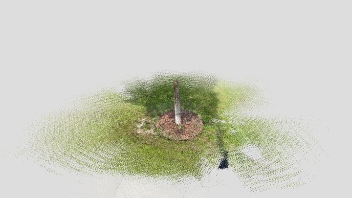 Cedar 3D Model