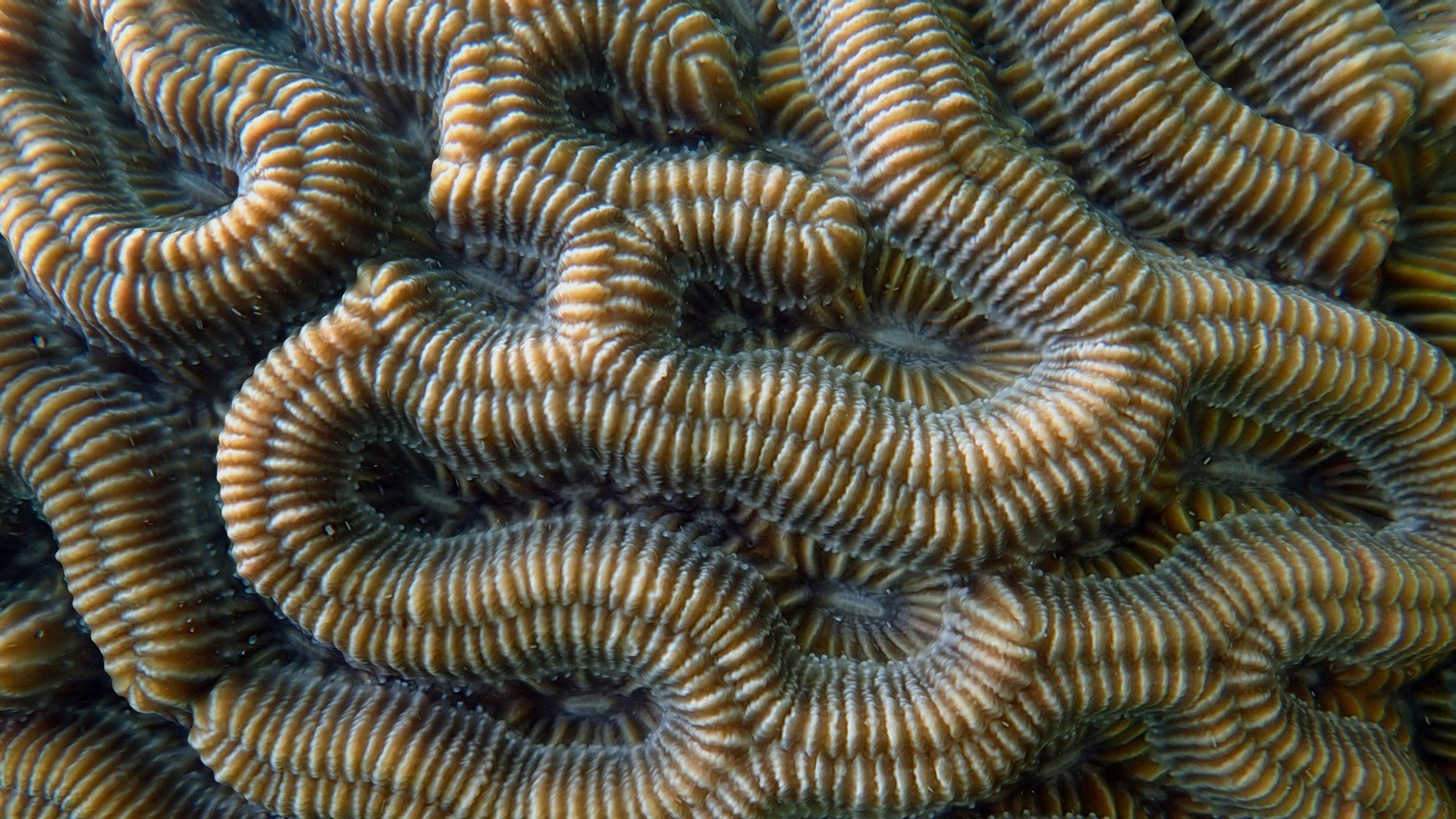 Brain Coral - Macro View