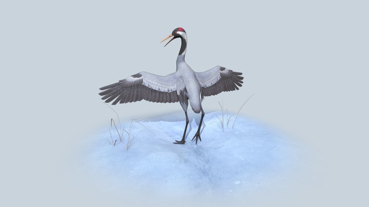 Eurasian Crane 3D Model