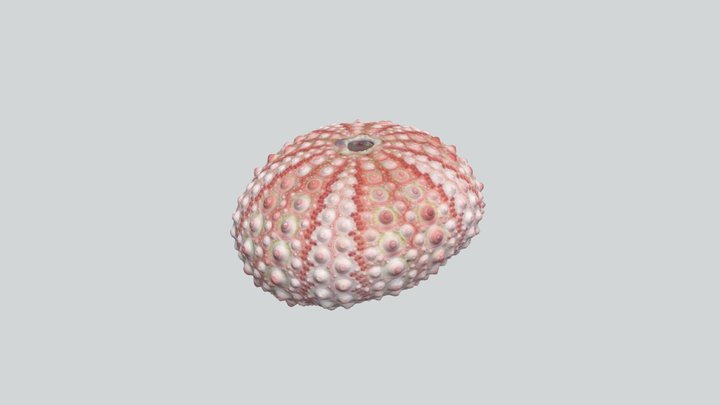Caparazón de Erizo (Echinoidea) - 1 3D Model
