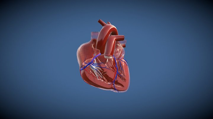 Heart Transparent 3D Model