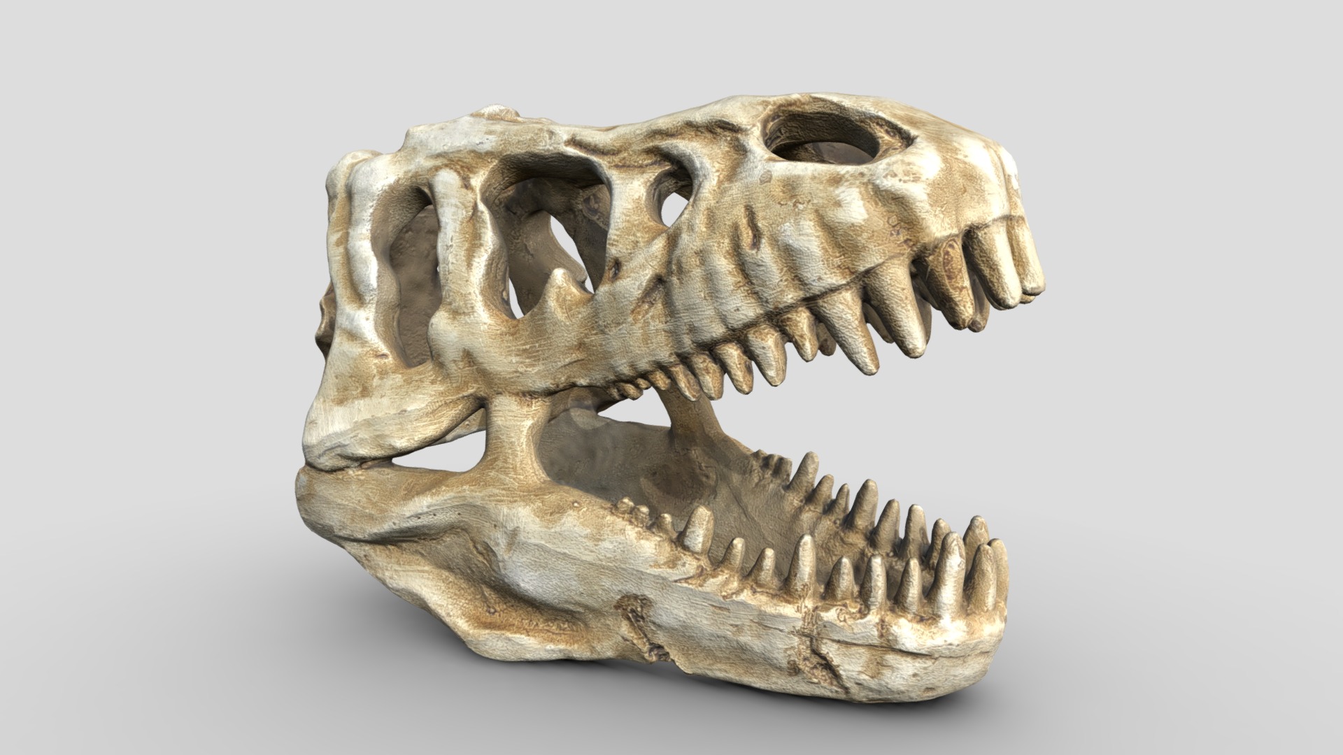 3D model T-REX Skull - This is a 3D model of the T-REX Skull. The 3D model is about a skull of an animal.