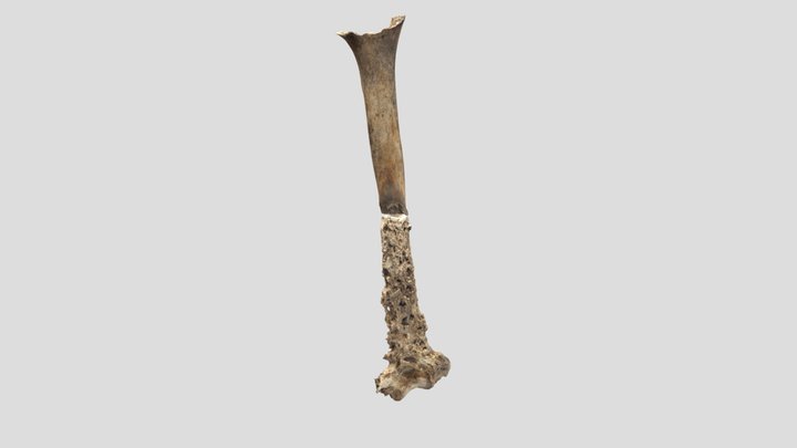 Rechter Humerus mogelijk syfilis 3D Model